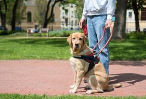 SOLIDARITÉ : Les taxis roulent pour les chiens guides
